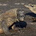 dragon_komodo_hsb_rinca_v_2294_kom4663.jpg